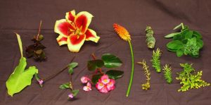 Flowers for pressing